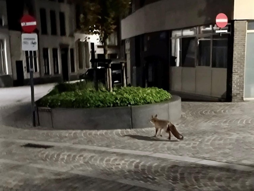 De vos loopt in het centrum vanuit de Gerechtstraat richting Leegheid.