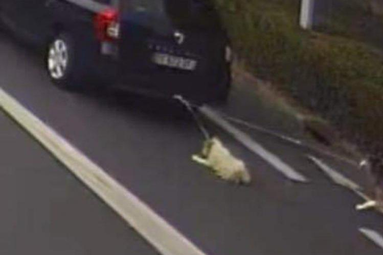 Arrangement naakt houding Man sleept honden voort achter zijn auto: dier zo gewond dat hij niet  aangeraakt wil worden | Gazet van Antwerpen Mobile