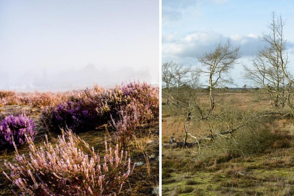 De Kalmthoutse Heide verliest steeds meer haar typische paarse kleur.