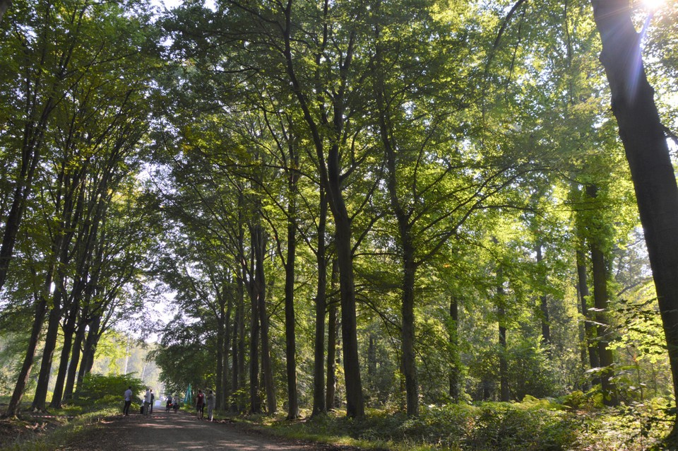 Deze prachtige dreef met omliggend oud loofbos wordt over een strook van 45 meter gekapt.