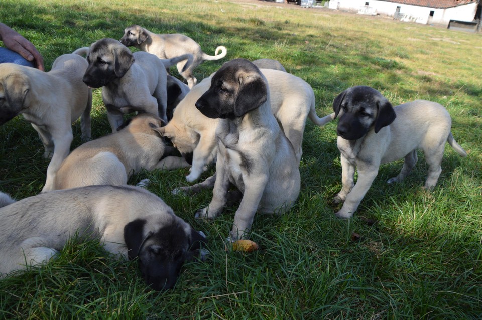 De pups.