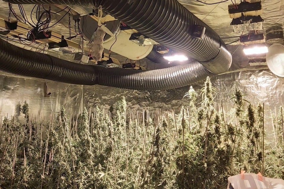 De politie heeft 1.500 planten en 20 kg cannabis in beslag genomen, tien verdachten werden gearresteerd. 