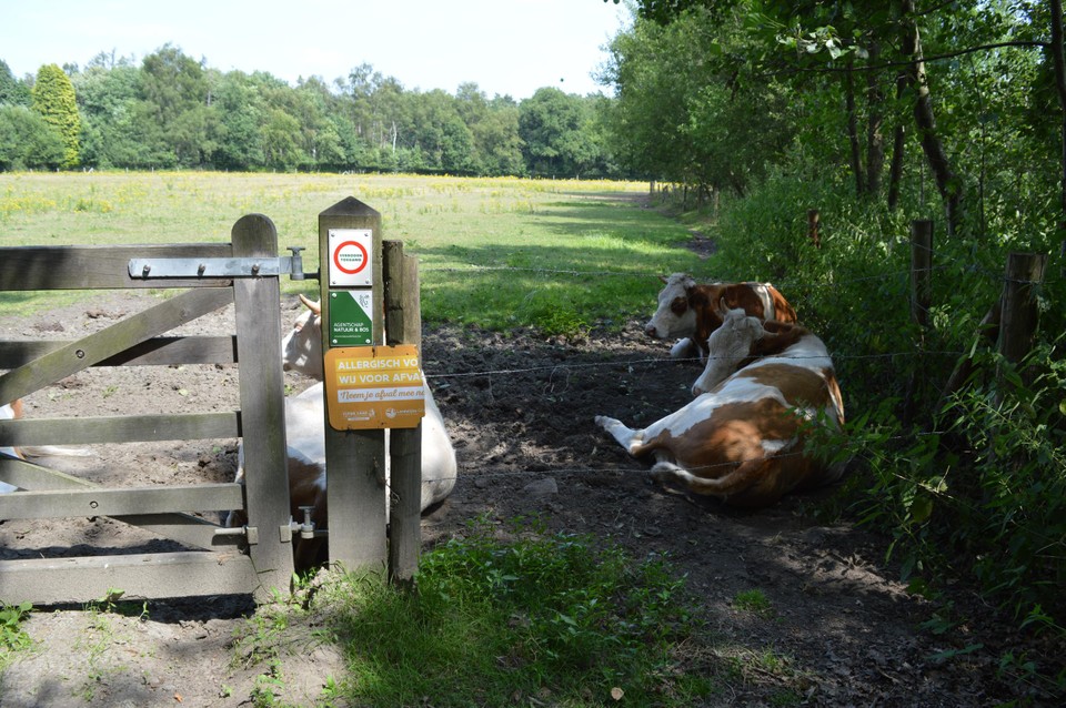Deze koeien kregen weer illegale kampeerders op bezoek die afval achterlieten in hun wei. 
