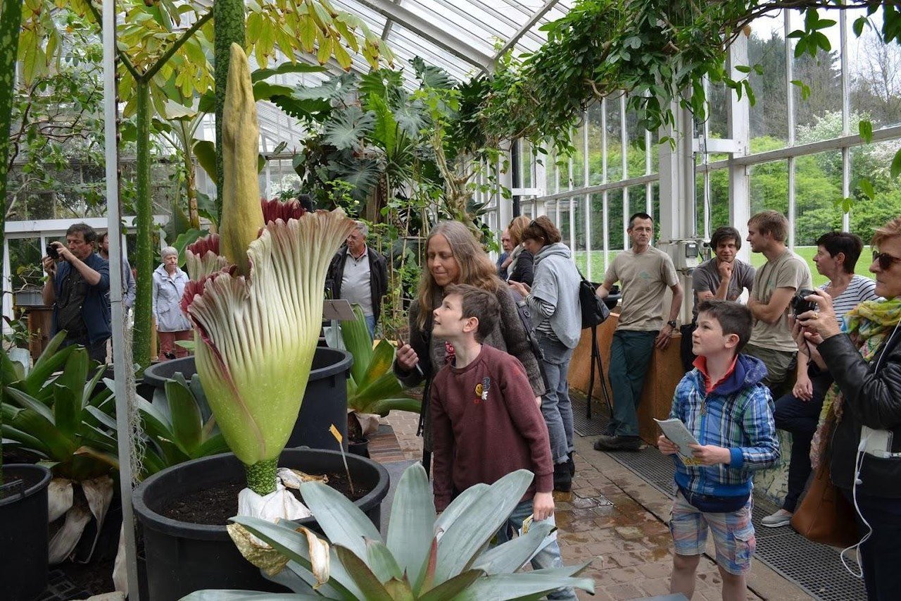 Het stinkt en duurt amper een dag of drie”, maar toch verwacht Plantentuin  duizenden bezoekers voor bloei van grootste bloem ter wereld (Meise) |  Gazet van Antwerpen Mobile