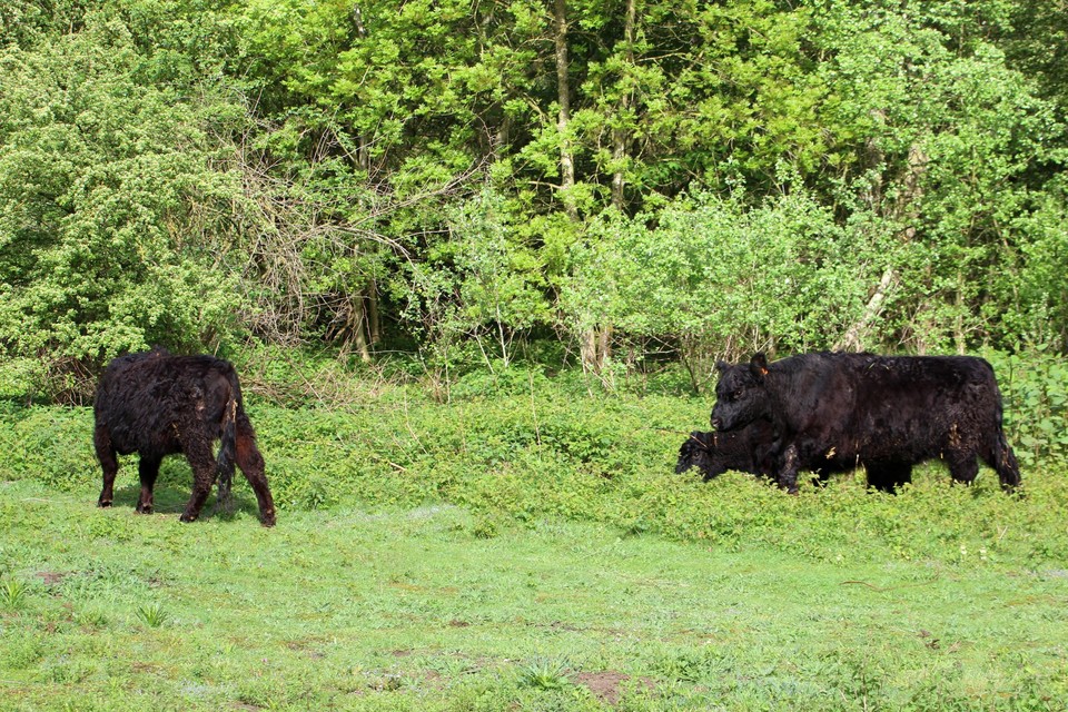 Het fortdomein van Borsbeek wordt elk jaar begraast door galloways. Dit jaar komen niet Emma, Charlotte, Paulien of kalfje Olivia, maar andere koeien. Daarvoor worden nu namen gezocht.