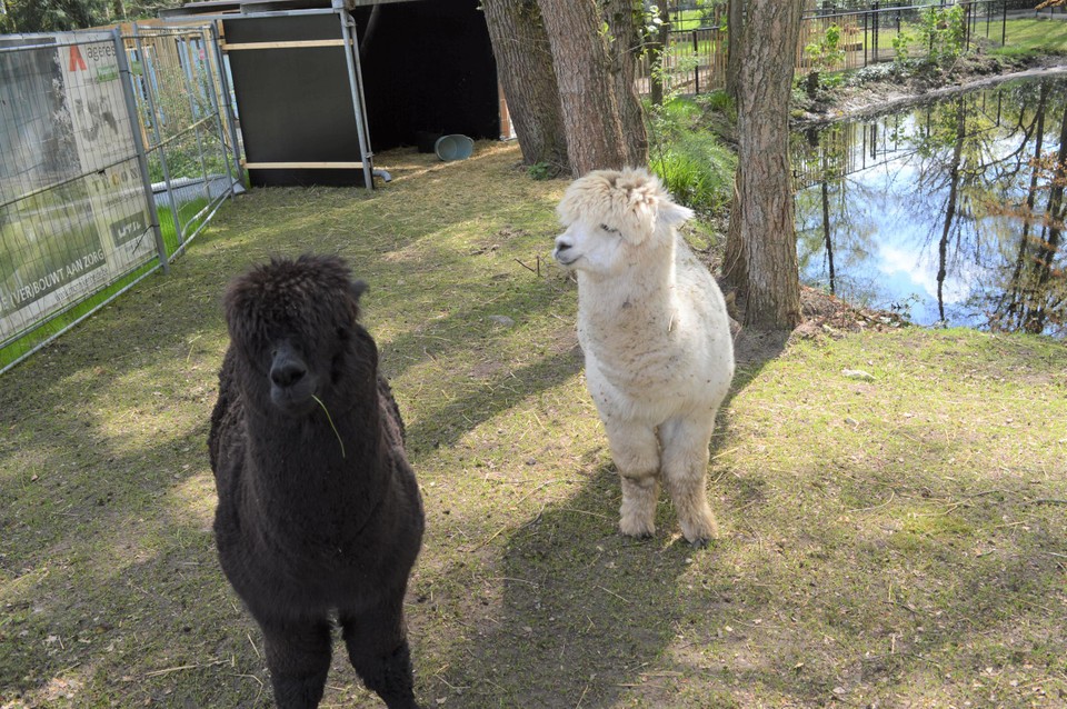 Boris en Hugo met hun voorlopig stalletje in de achtergrond. Binnenkort verhuizen ze naar hun alpacavilla.