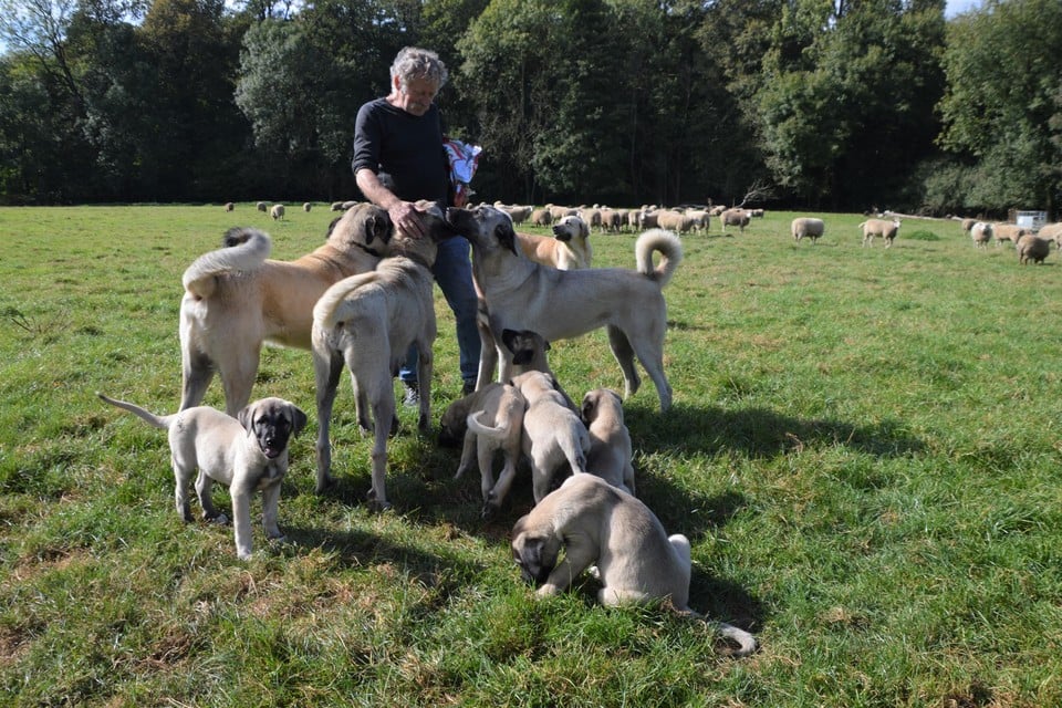 Theo De Cock is naast schapenboer tegenwoordig ook hondenboer. Zijn roedel telt al zes volwassen kangals en twaalf pups.