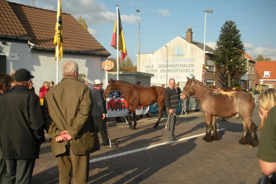 De paarden worden opnieuw gekeurd.
