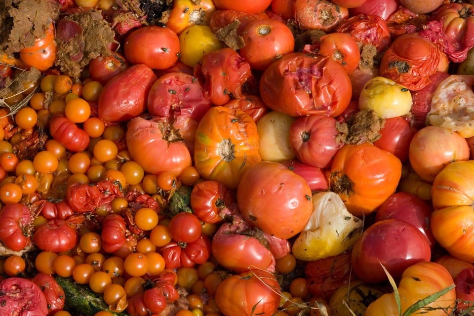 Het tomatenvirus veroorzaakt rotte bruine of gele plekken op tomaten, maar ook op andere gewassen, zoals paprika en aubergine. 