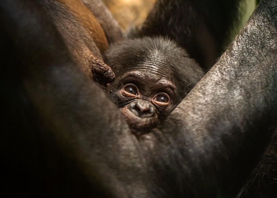 De uberschattige bonobobaby Vyombo. 