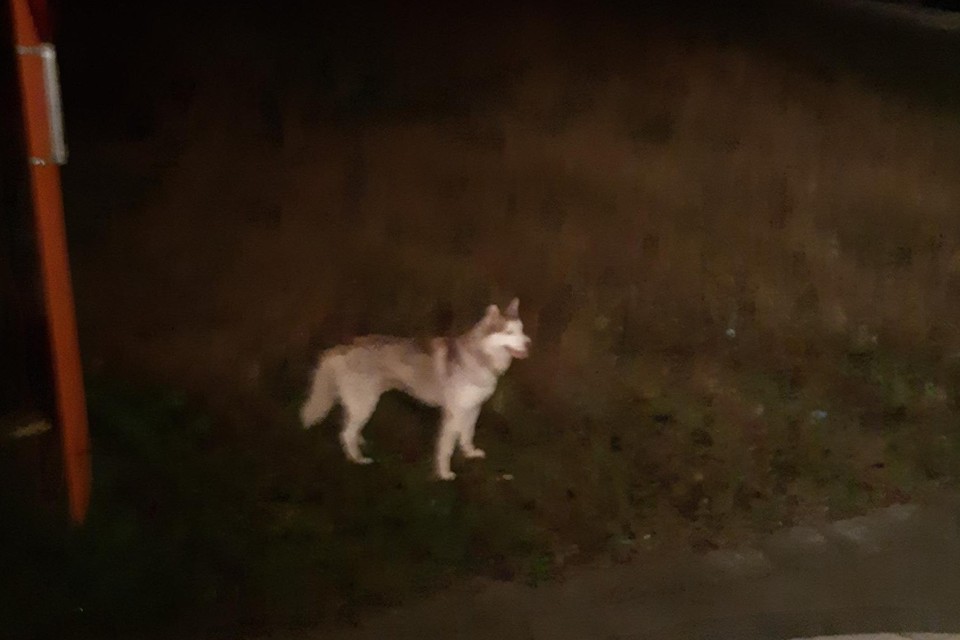 Een wolf-lookalike in Balen begin december.