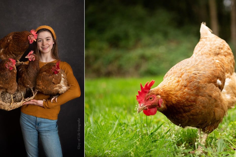 Maïté (foto links) met vier van hun kippen. Marleen zit op haar arm. De andere drie – Billie, Babette en Barbie - zijn ook voormalige legbatterijkippen