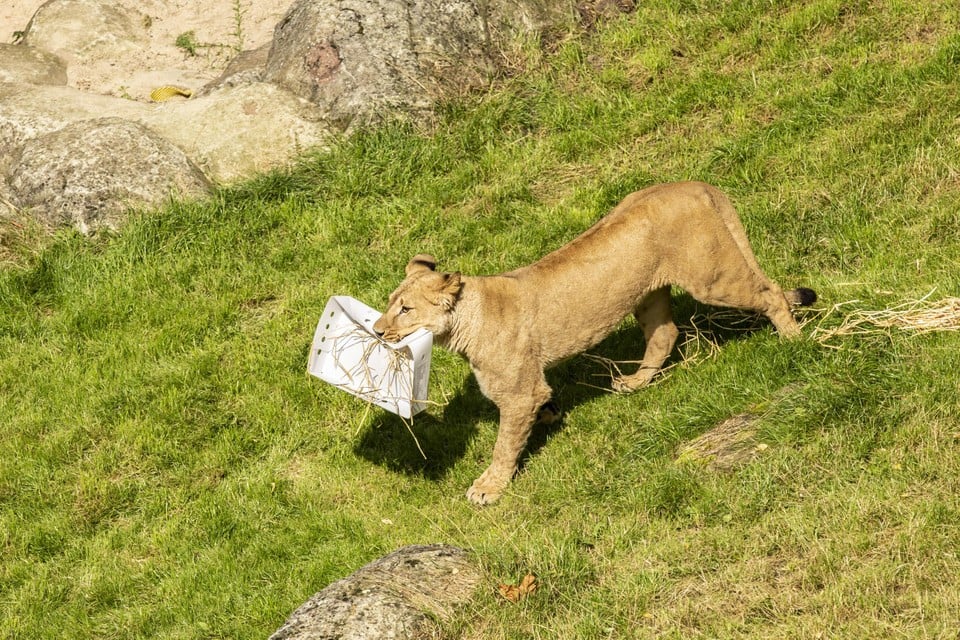 Ook Kira gaat op kraambezoek, al houdt ze het cadeautje dat ze vindt in haar perk wel voor zichzelf.