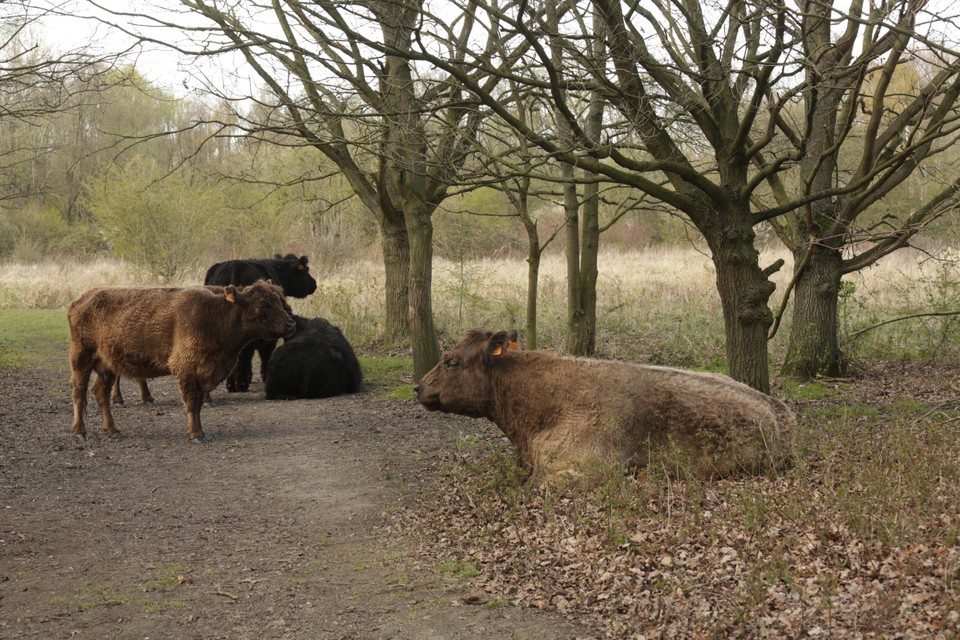 De bouw van een windturbine vlak bij de Bospolder zou de rust in de natuur verstoren.