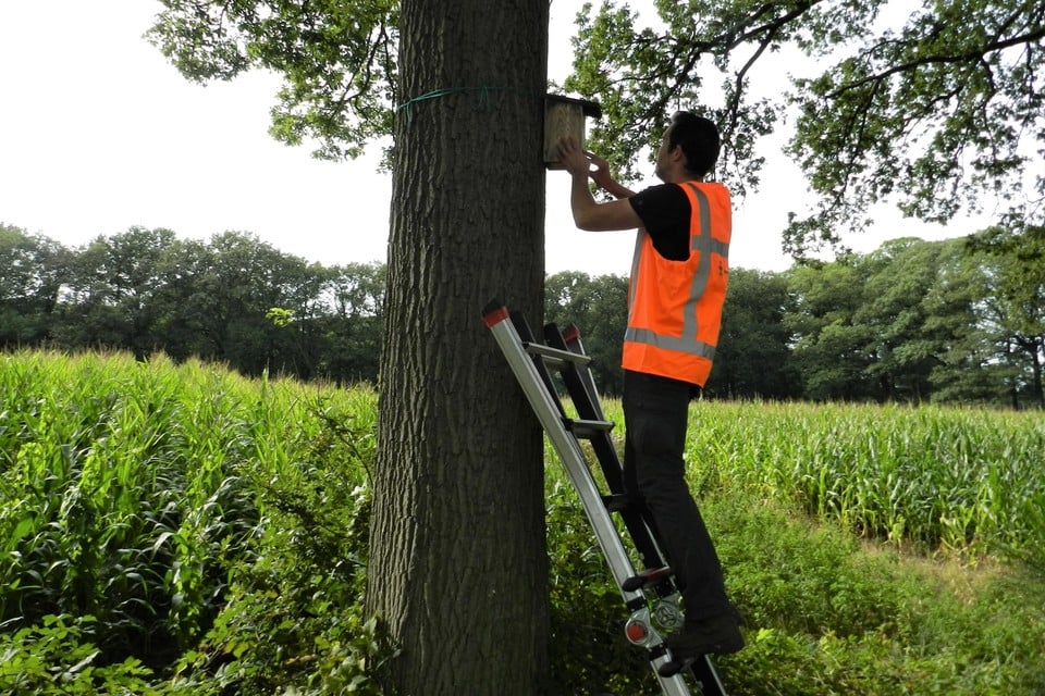 Veldmedewerker Toon Willems van het LIFE-project inspecteert een nestkast voor mezen.