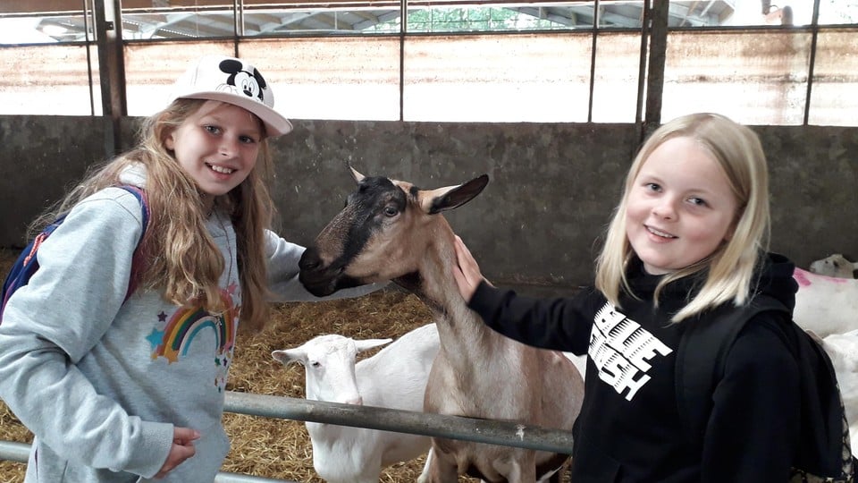 De geiten laten zich makkelijk aaien door de kinderen.