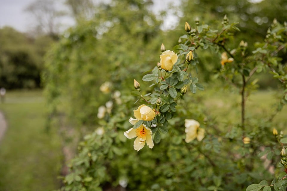 Bij wilde rozen kunnen bestuivers eenvoudiger aan de meeldraden.
