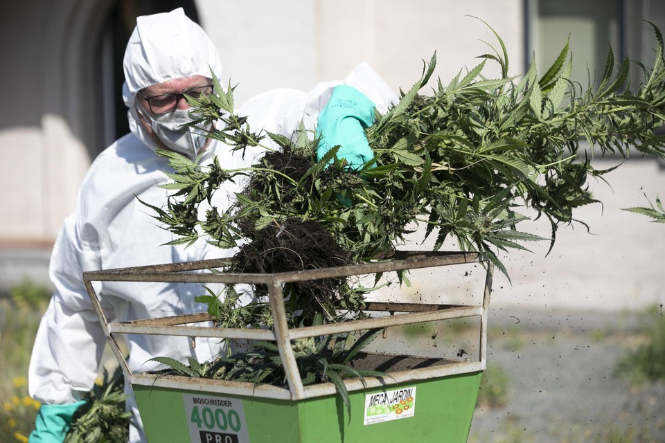 De cannabisplantage werd na het aantreffen vernietigd door de politie en civiele bescherming
