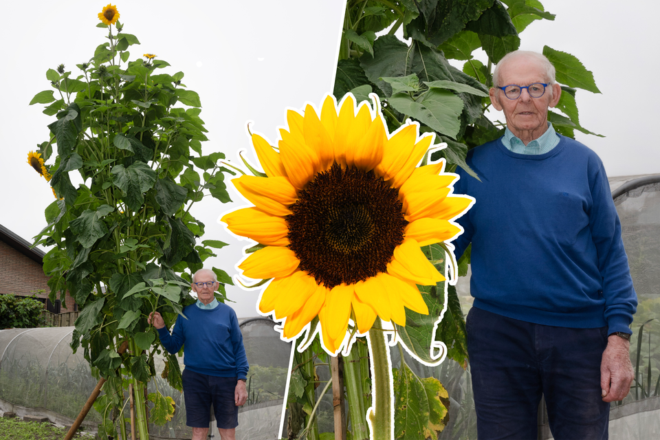De zonnebloem van Jean Helsen uit Oud-Turnhout is ruim twee keer zo groot als de man zelf.