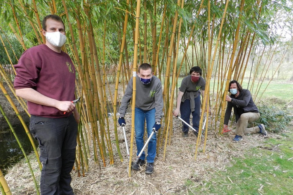 Leerkracht Robby Van Looveren, leerlingen Dimitri en Brent en plantentuinbeheerder Wout Oprins in het bamboebos.