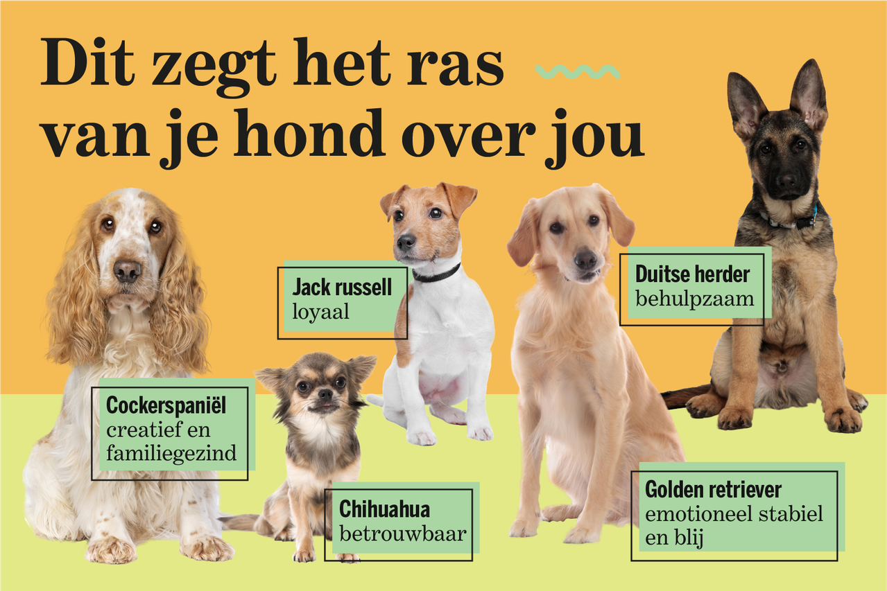 Wat het hondenras zegt over het baasje: jack russell betekent betrouwbaar,  cockerspaniël nieuwsgierig | Gazet van Antwerpen Mobile