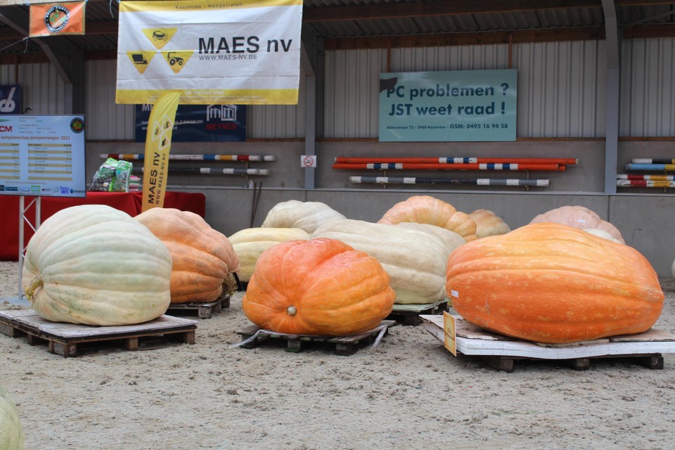 De giant pumpkins liggen klaar om gewogen te worden. 