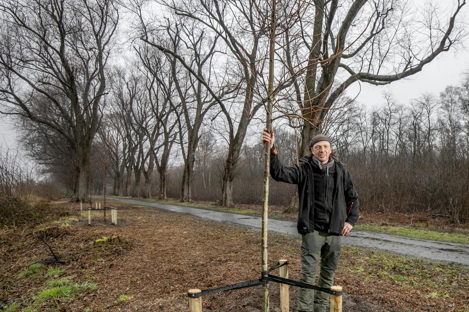 De Nijlense boomverzorger Wim Mertens staat bij een van de nieuw aangeplante bomen.