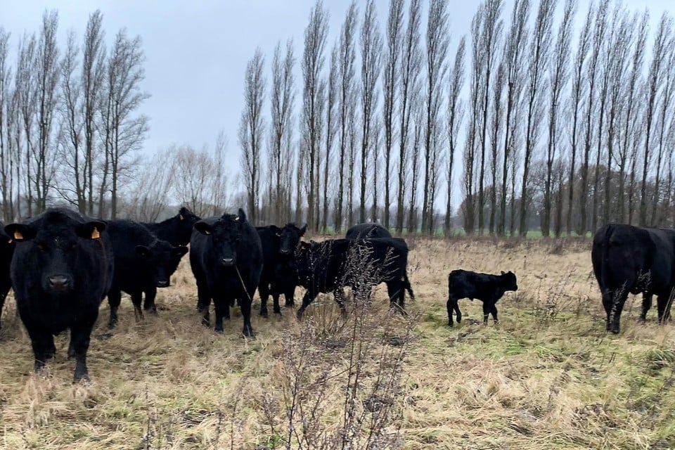 Een koekalfje van deze kudde Black Agnus runderen werd