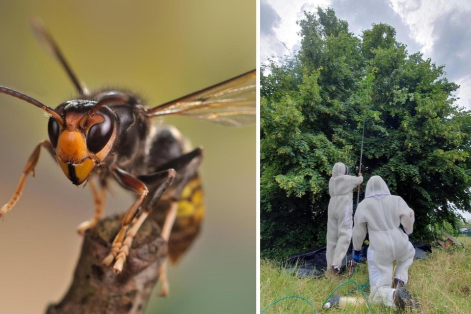 De provincie Oost-Vlaanderen zet meer geld en personeel in, in de strijd tegen de Aziatische hoornaar.