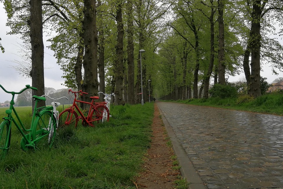 Ook het dode hout van de lindebomen in de De Ghellincklaan wordt weggesnoeid.