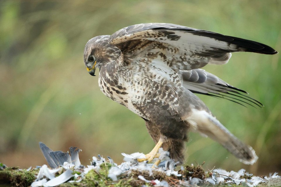 De vogel verdedigt zijn territorium.
