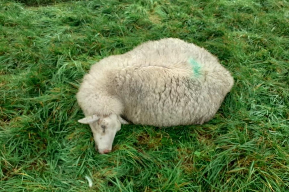 Maandag werden net over de grens in Essen-Hoek al 4 schapen doodgebeten. Het werk van de wolf?