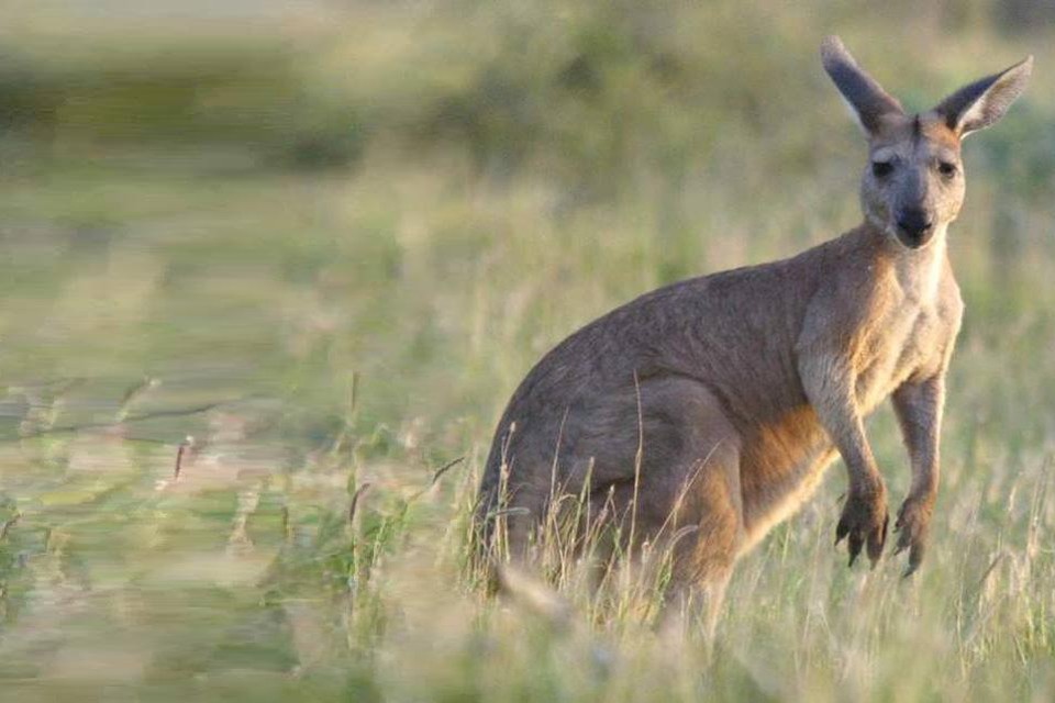 Voor alle duidelijkheid: dit is niét skippy, maar een andere kangoeroe.