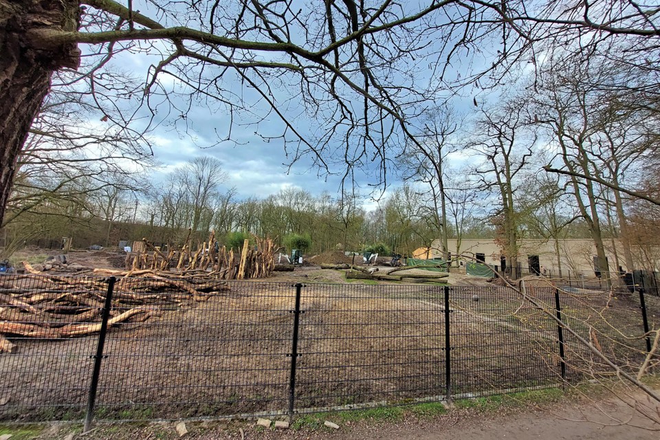 Er wordt volop gewerkt aan de verblijven van onder meer de bongo’s en de Somalische ezels.