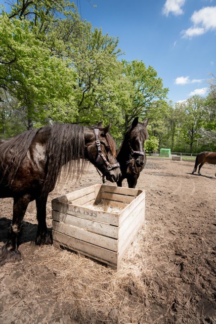 De Friese paarden.