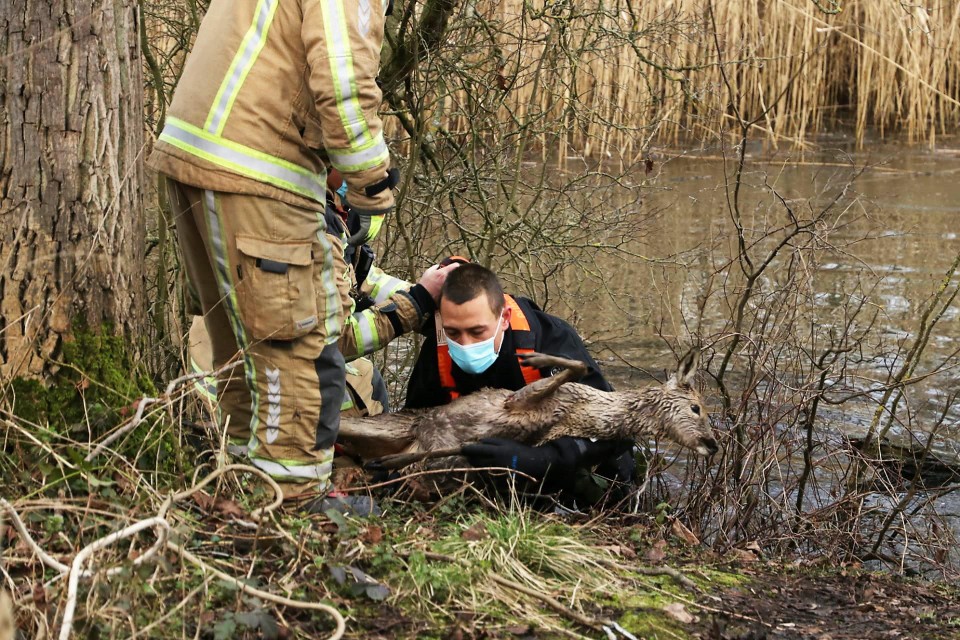 Een duiker kon zonder veel moeite het dier uit het water halen. Het was al volledig verzwakt.