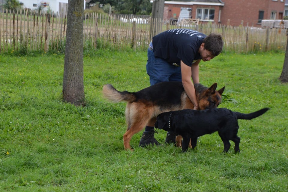 Snuffelen ter kennismaking.