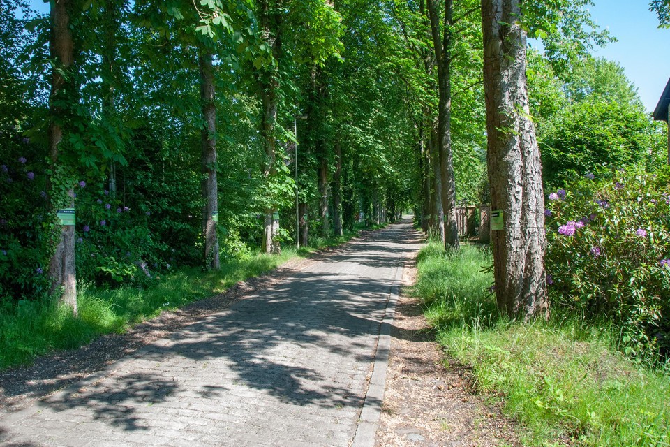 De Mostheuvellaan in Westmalle, met de gezonde kastanjebomen. 