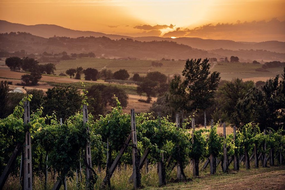 Umbria vineyards 