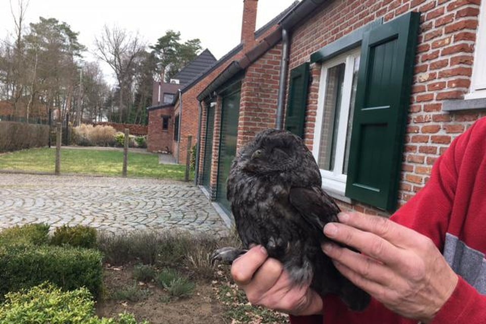 De Zoerselse bosuil zag zwart als roet na zijn avontuur, maar vloog wel vlot weg.