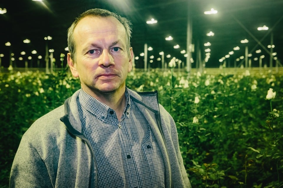 Jan Philippo van Power Roses in Kalmthout. “Vroeger verkochten we 75% van onze rozen aan het Verenigd Koninkrijk. Nu 15%.” 