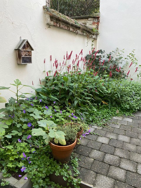 Op dit koertje in Borgerhout werd de nadruk niet op eetbaar gelegd, maar op planten die voluminieus zijn, lang bloeien en bijtjes, hommels en vlinders lokken.