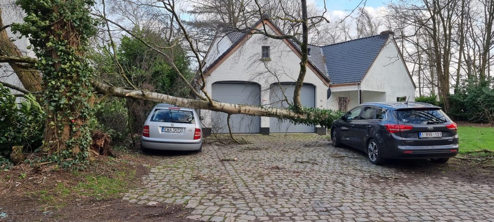Aan Kauwendaal in Mechelen viel een boom op twee auto’s 