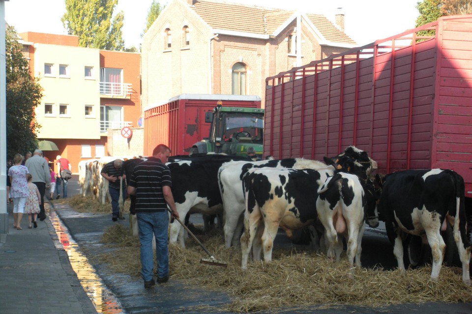 De koeien staan in de Statiestraat. 