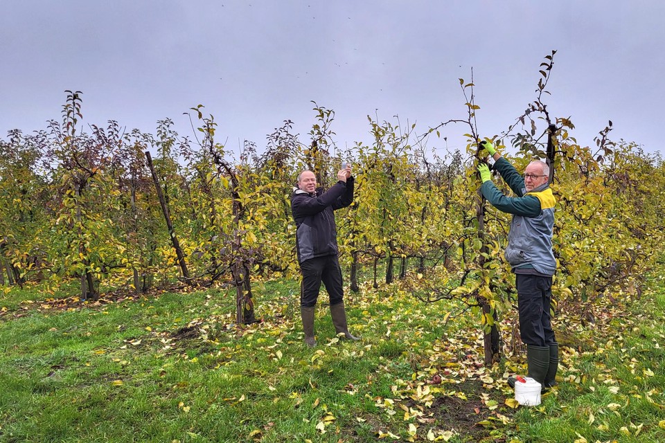 Jef Helsen (links) van Fruit Helsen hangt met een medewerker de reflectoren op tussen de appelbomen voor de gezellige Winteravond van komende zaterdag. 