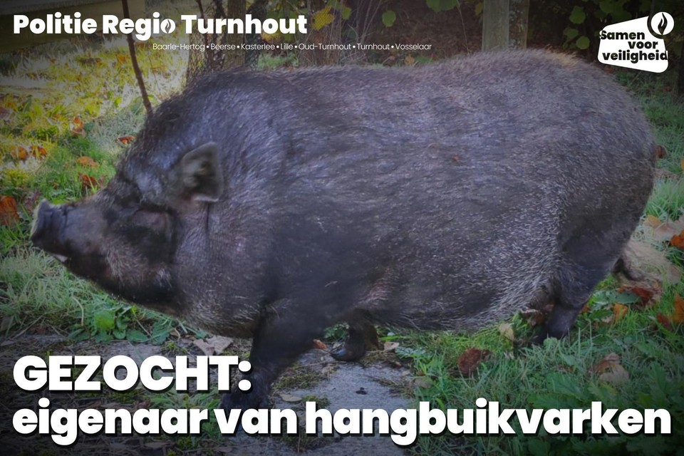 Het dier is opgemerkt in de buurt van de Muizenvenstraat in Turnhout. 