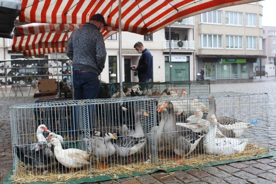 Theo Taens biedt naast kippen ook eenden, ganzen en duiven aan. 
