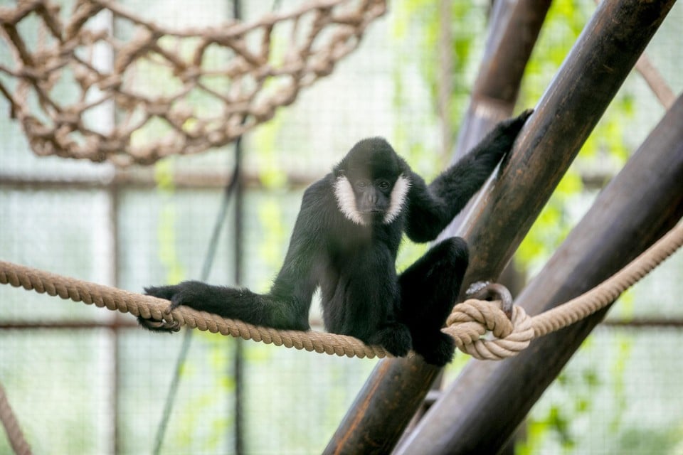 De witwanggibbons gaan op termijn samenleven met de orang-oetans. 