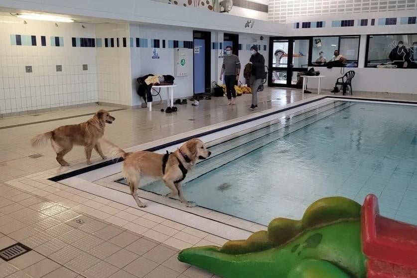 In Aartselaar kregen honden de eer om de laatste duik te nemen. Mogelijk volgt Wijnegem dit voorbeeld. 