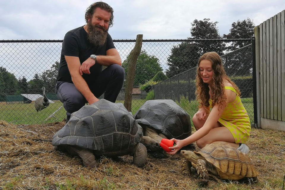 Christophe en Flo Eysermans voeden de twee grootste soorten in hun collectie, de zwarte Seychellenreuzenschildpadden en de bruine Afrikaanse sporenschildpad.